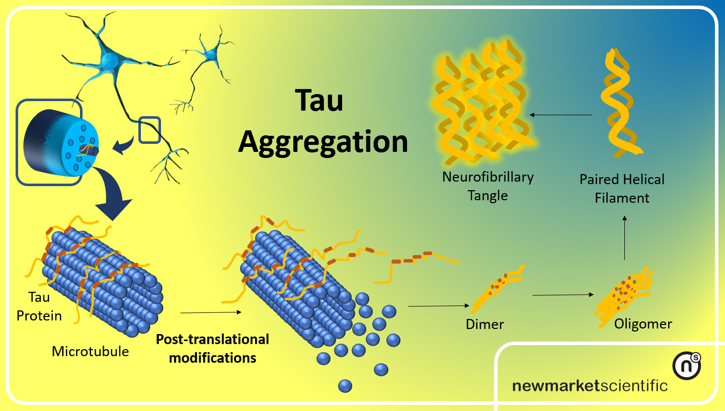 tau protein amyloid aggregation
