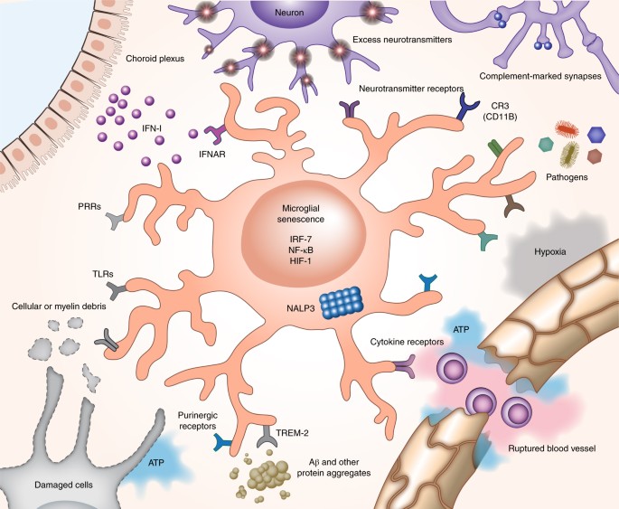 microglia immune brain cells