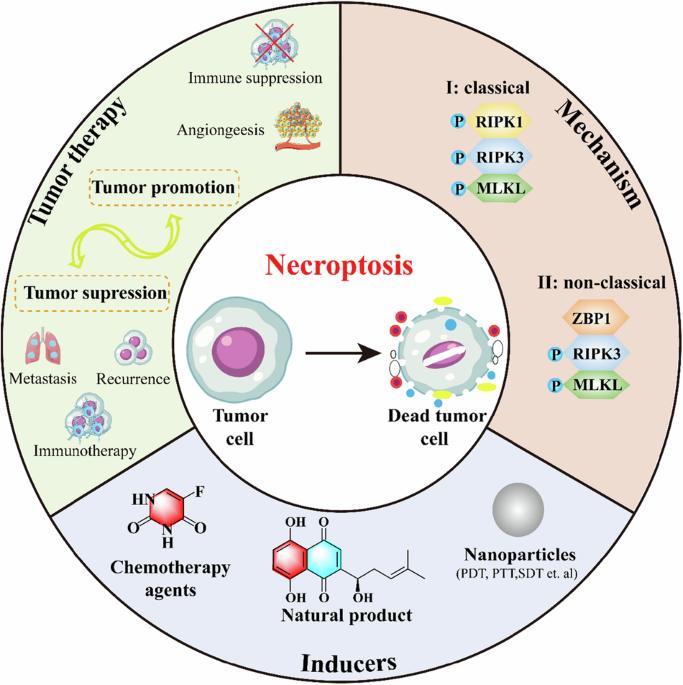 necroptosis programmed cell death
