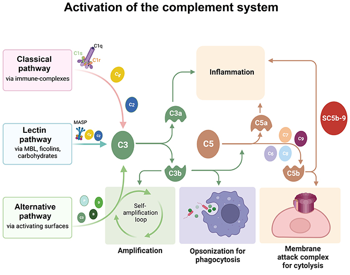 complement system C1q proteins