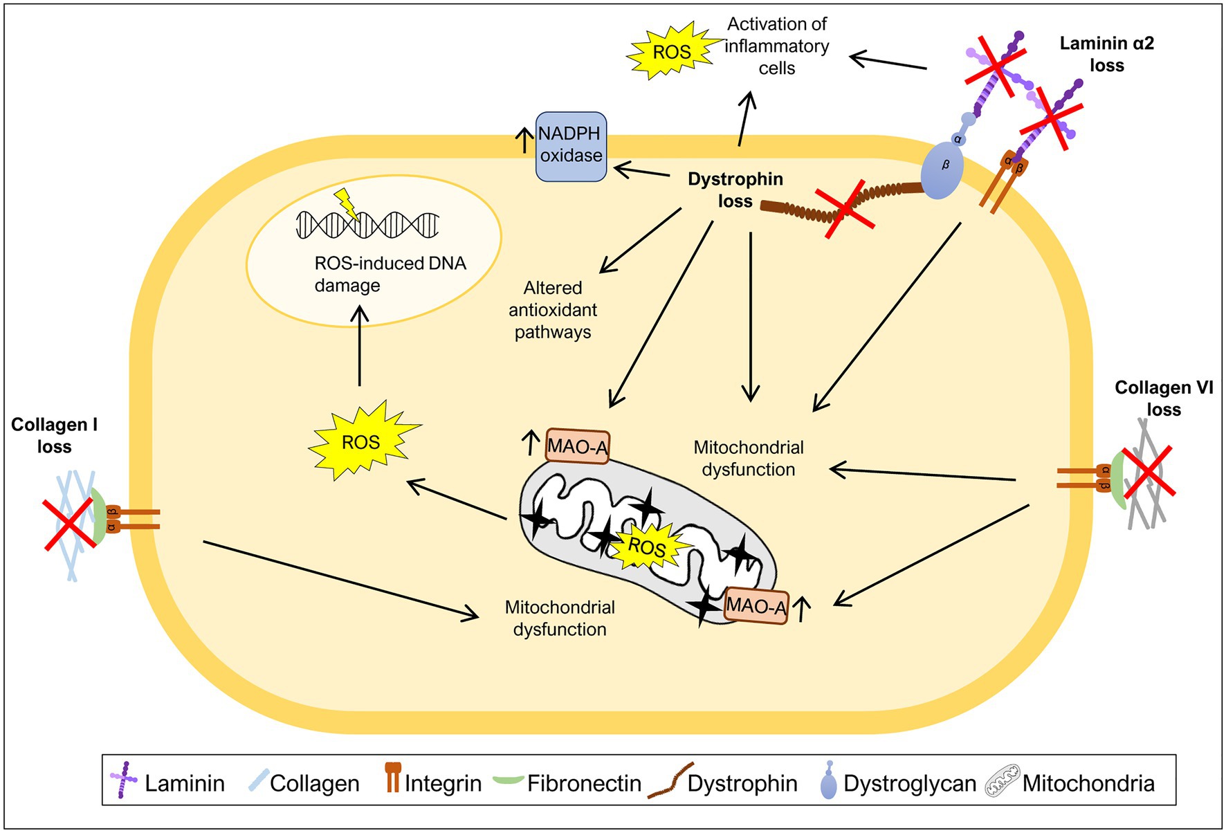DNA damage oxidative stress