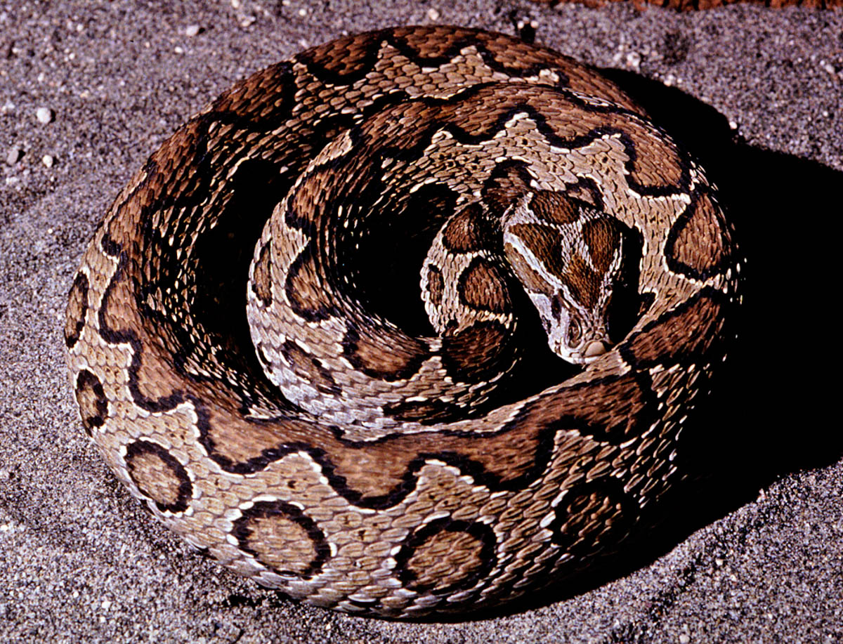 Russell's viper snake