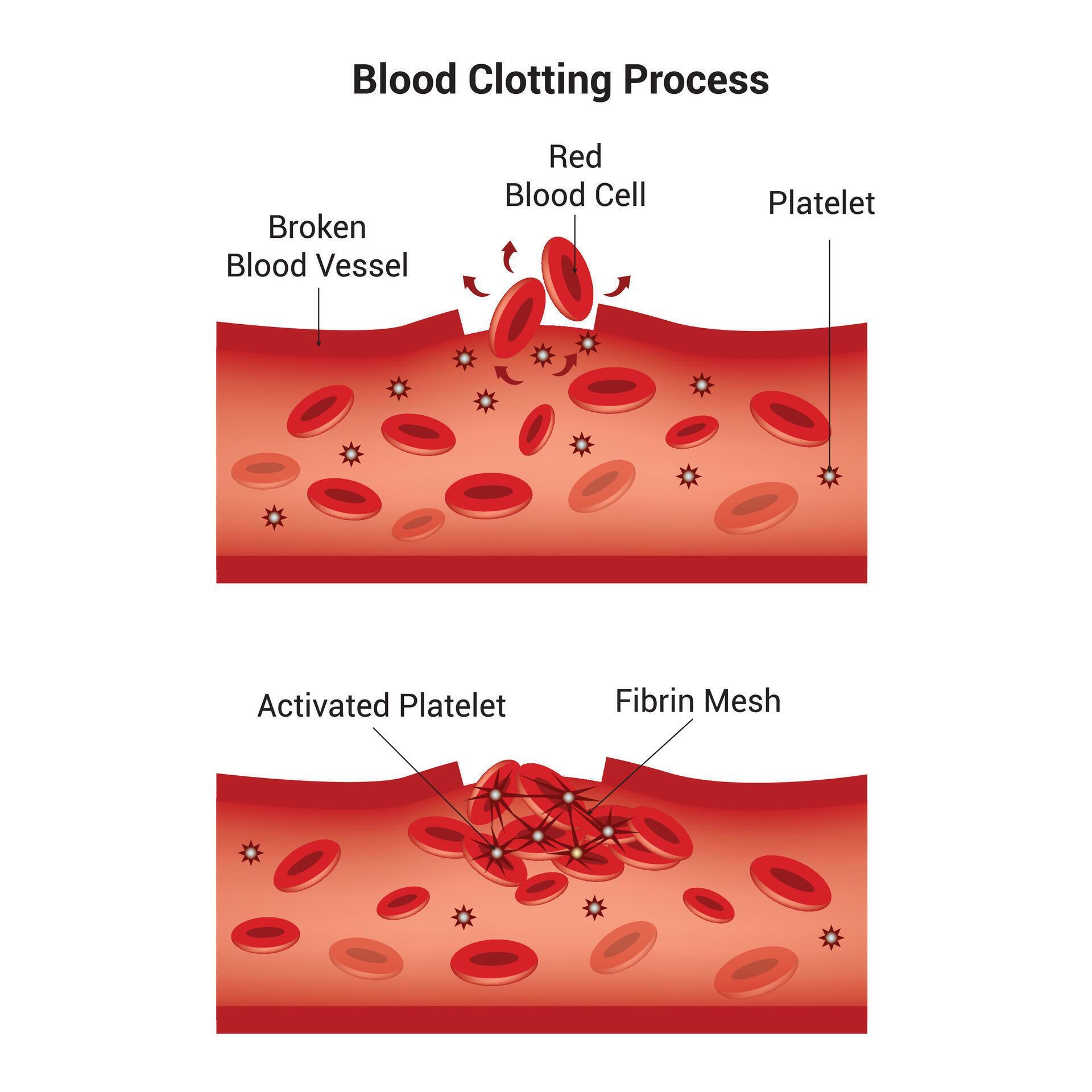 blood coagulation diagram