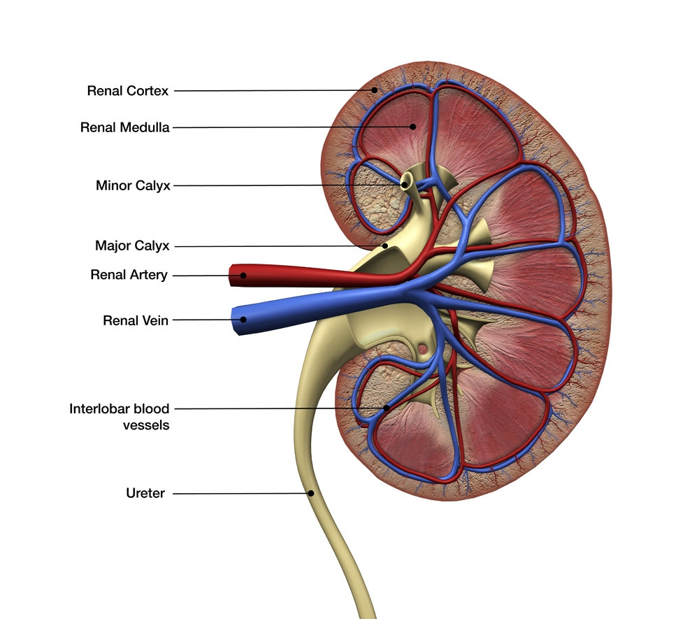 kidney anatomy cross-section