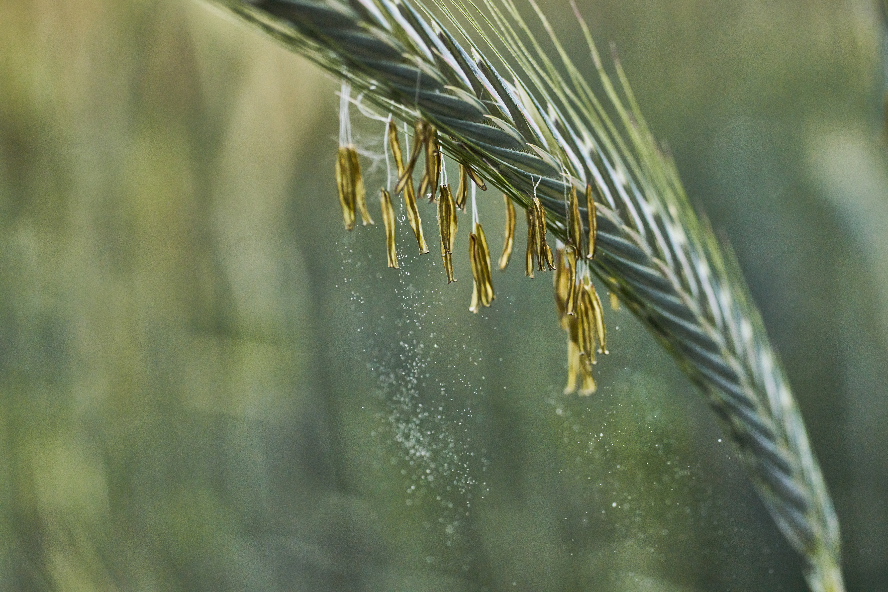 Rye Pollen Breakthrough: 30-Year Mystery Unlocks Cancer Clues