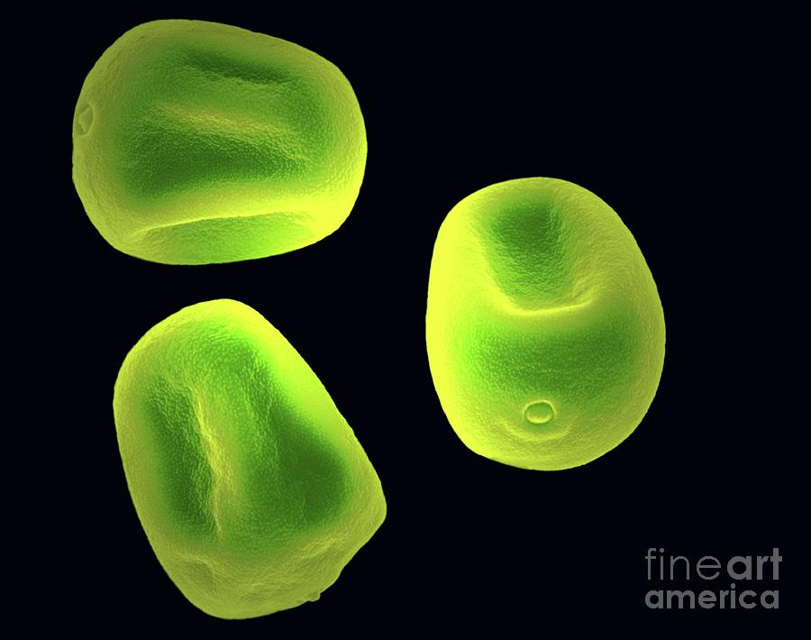 rye pollen grain microscope