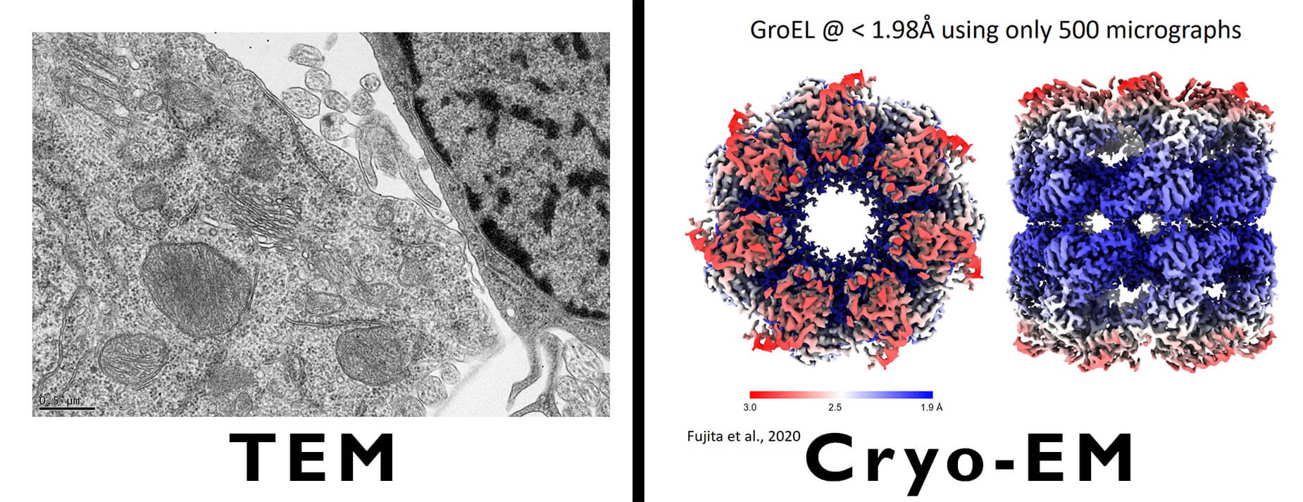 cryo-EM pollen microscopy