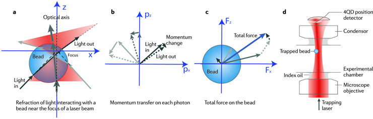laser trap optical tweezers bead