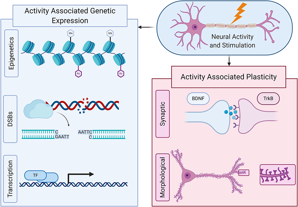 neuromodulator brain plasticity