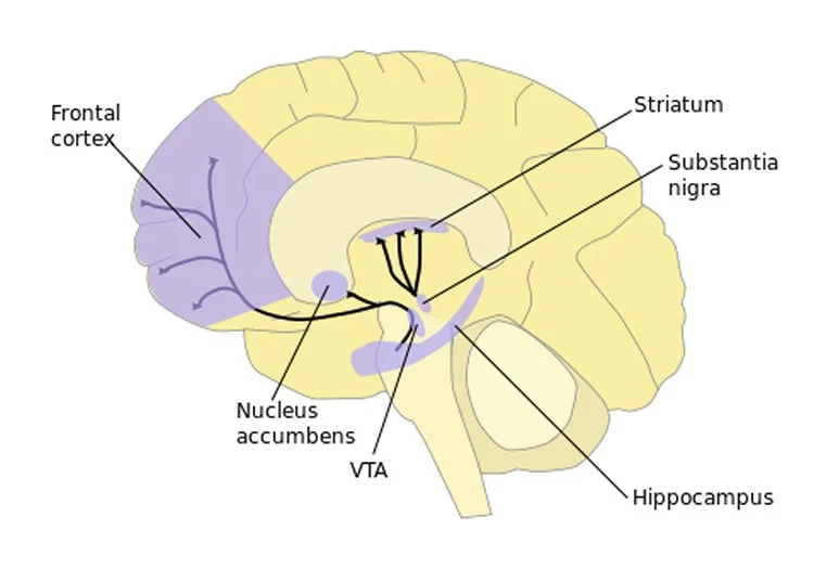 prefrontal cortex dorsal striatum