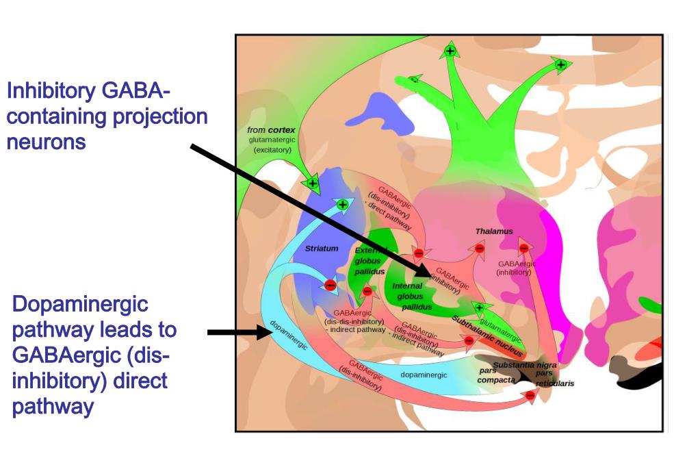 habit formation neural circuits