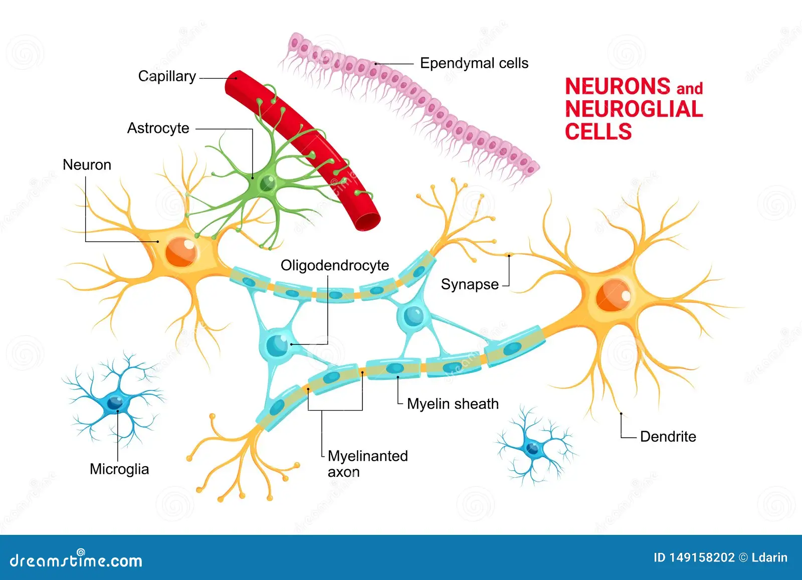 Microglia immune cells brain