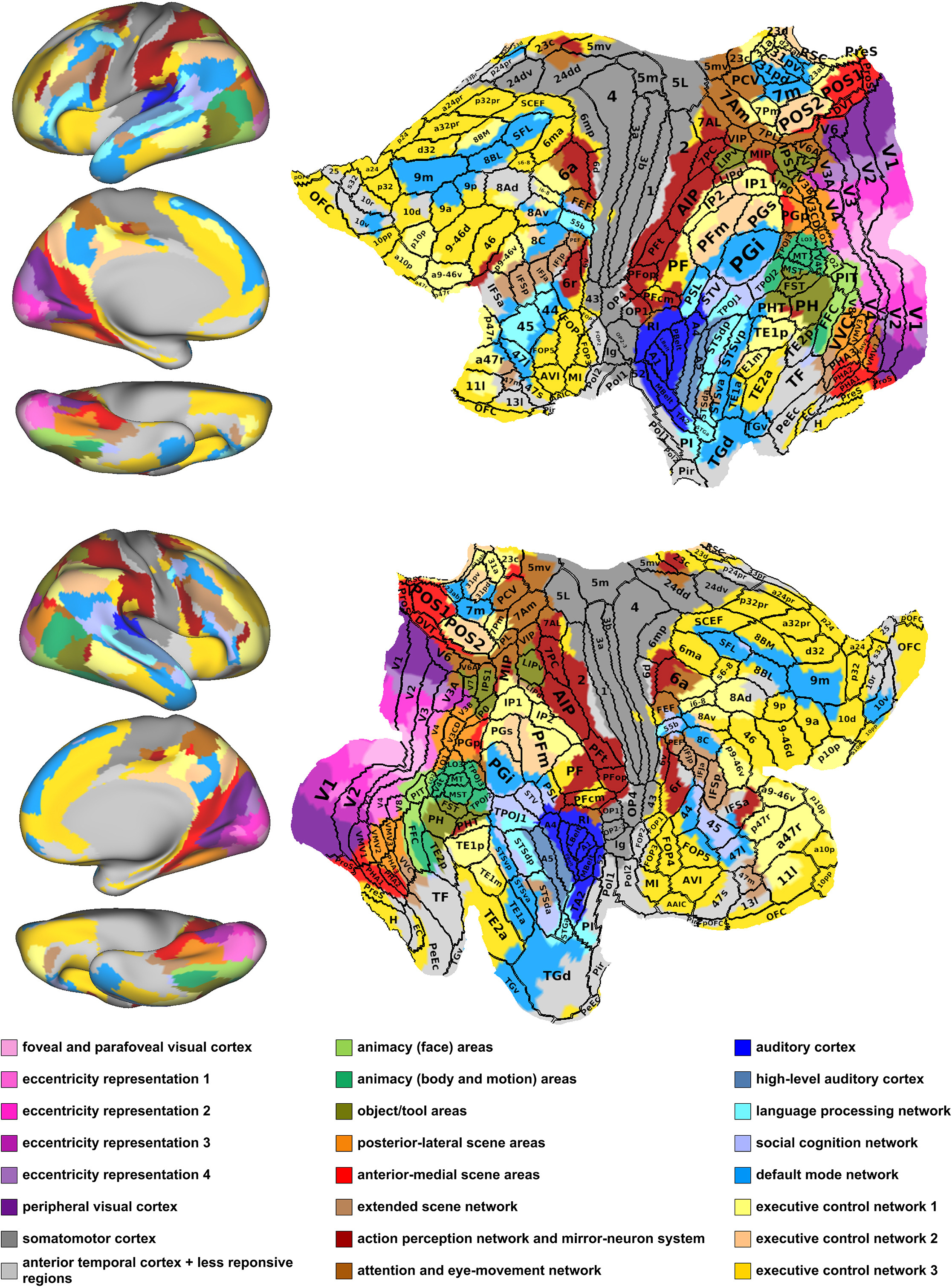 human brain cortical parcellation map