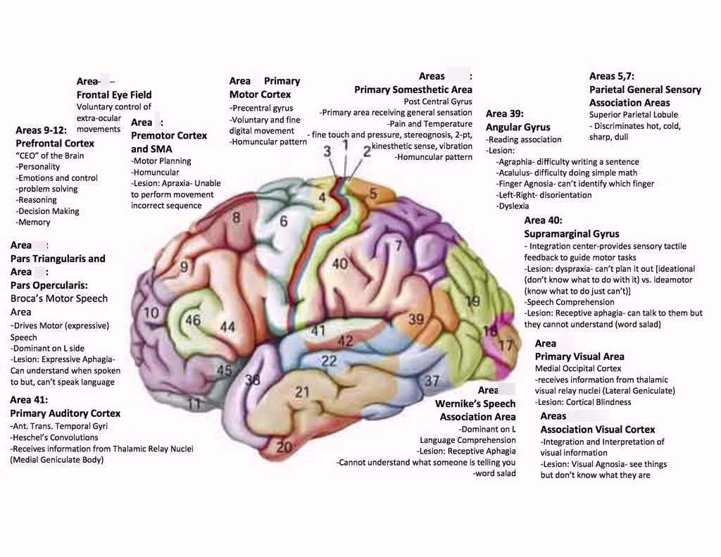 Brodmann areas brain map diagram