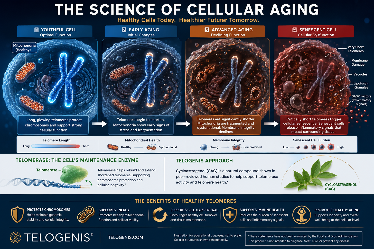 Scientists Reverse 60 Years of Cellular Aging — Rejuvenation Breakthrough