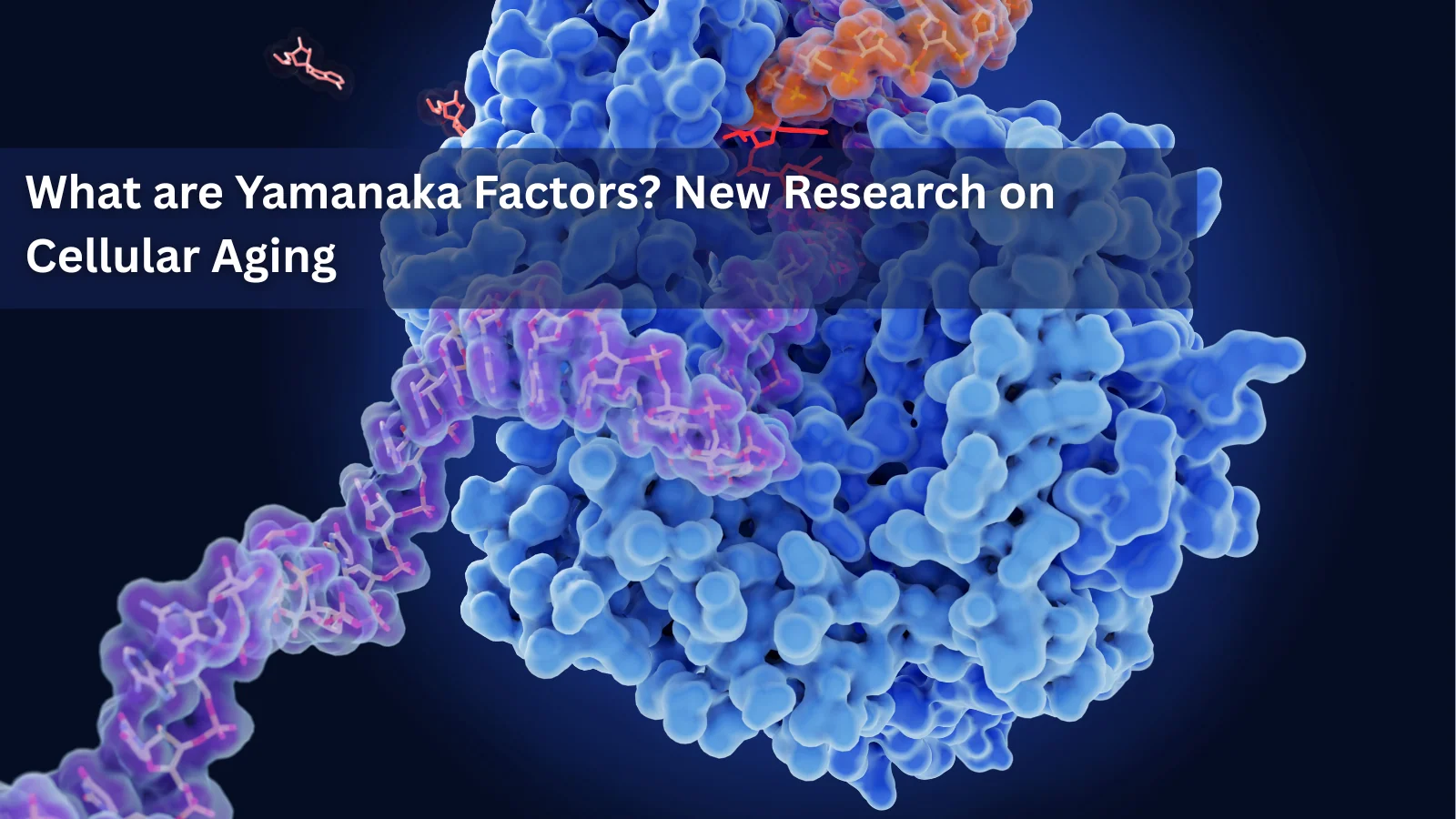 Yamanaka factors molecular biology