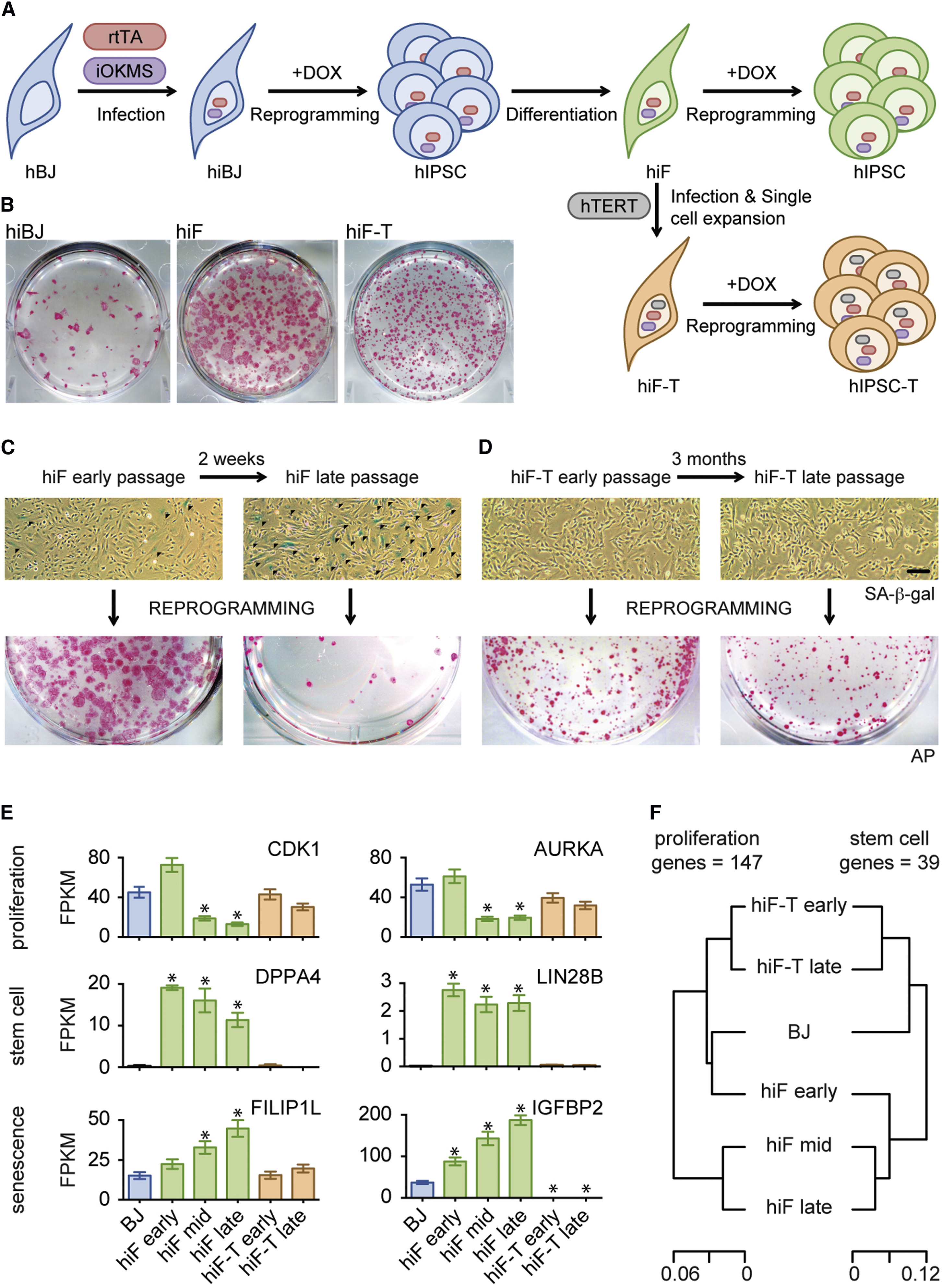 human cell reprogramming laboratory
