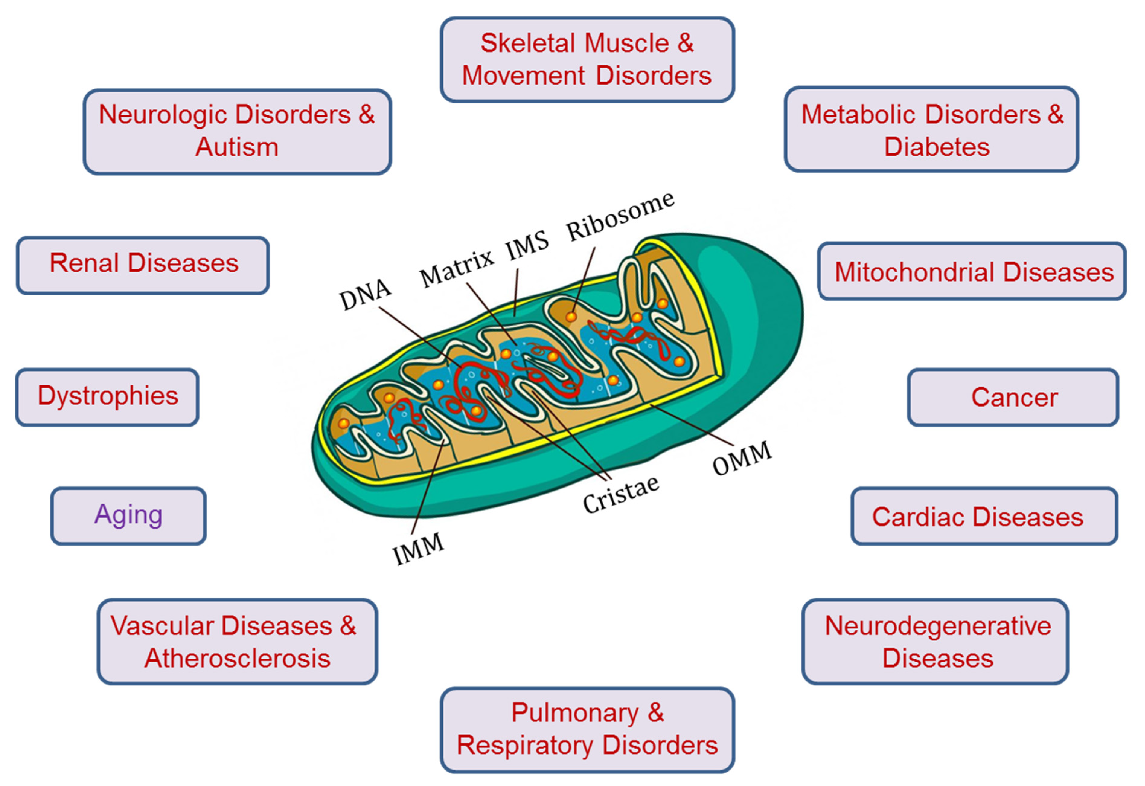 mitochondria cellular function visualization