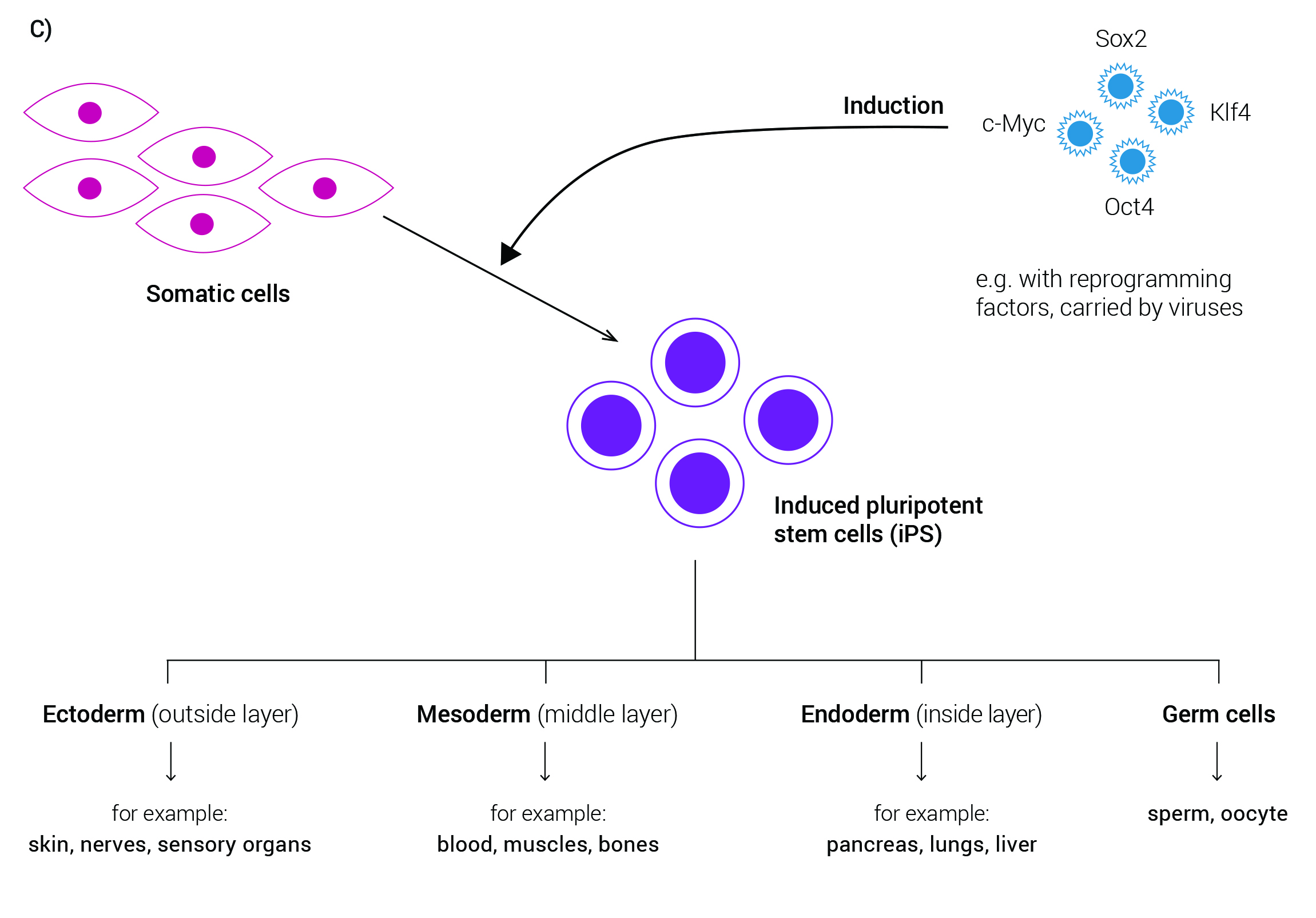 induced pluripotent stem cells iPSC