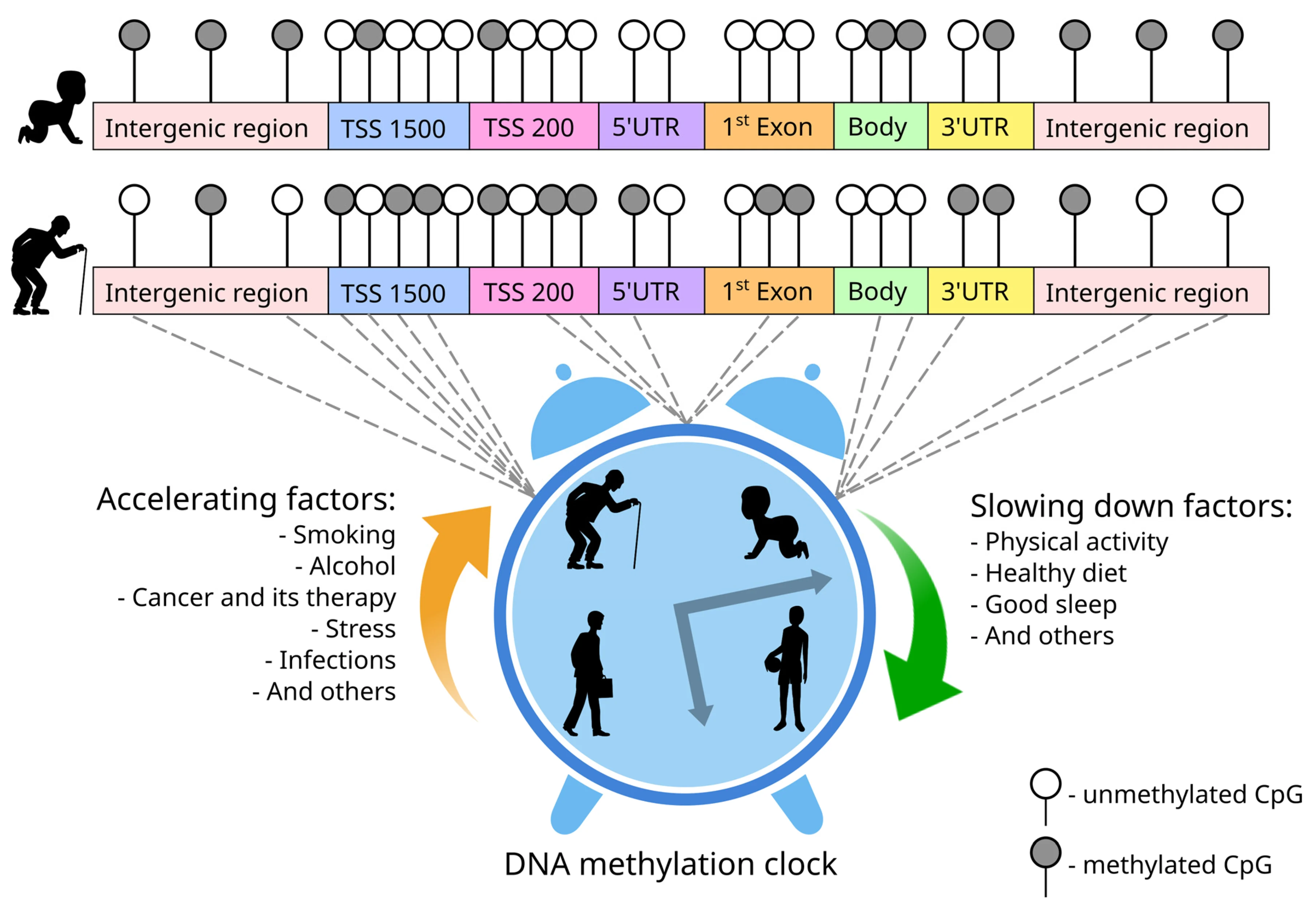 epigenetic clock DNA methylation