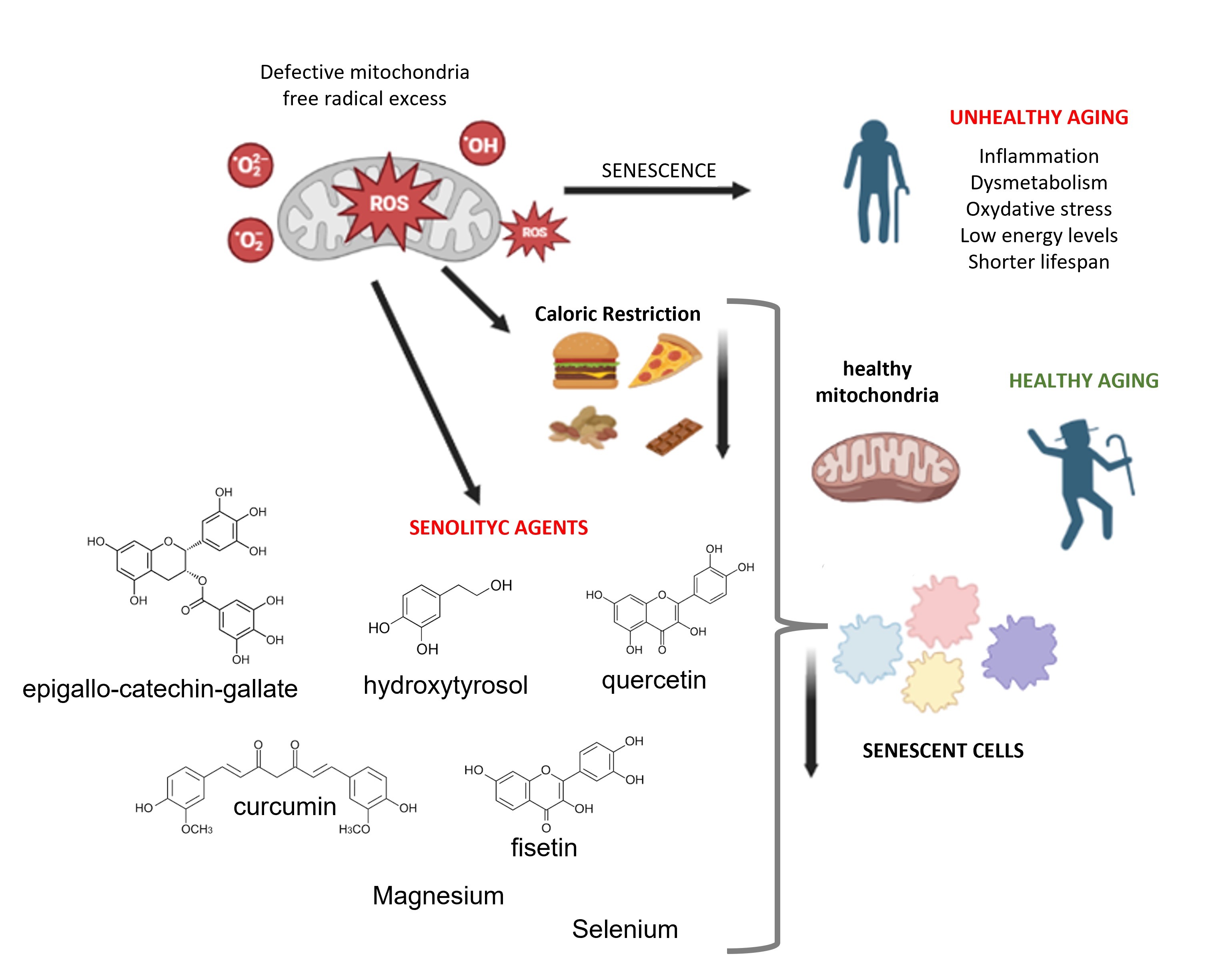senolytic therapy aging