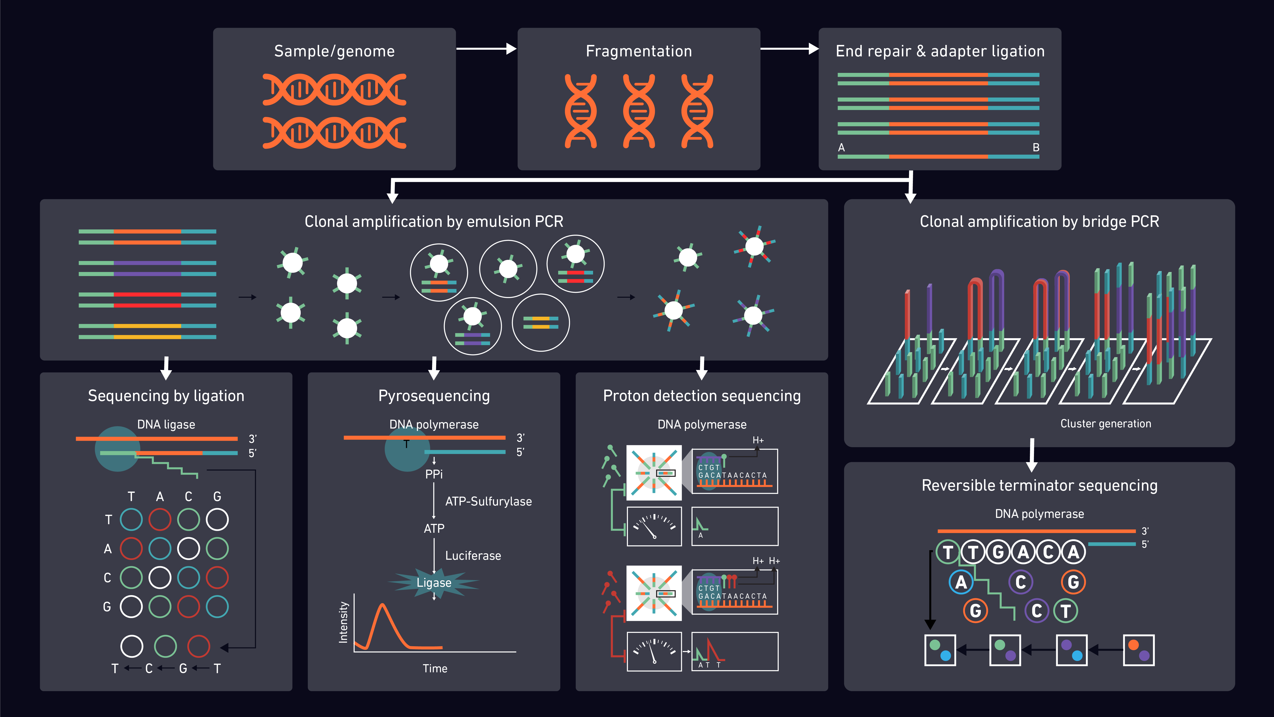 DNA sequencing for molecular genetics research