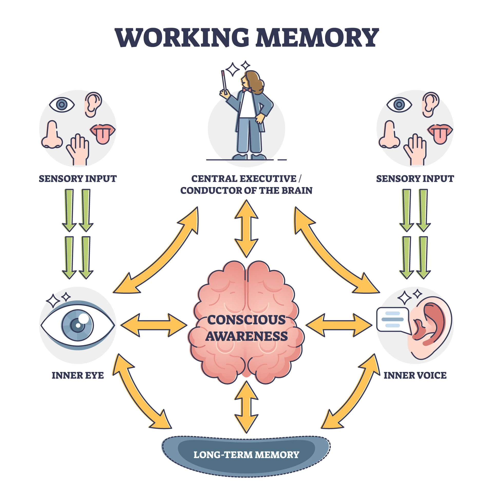 working memory attention deficits