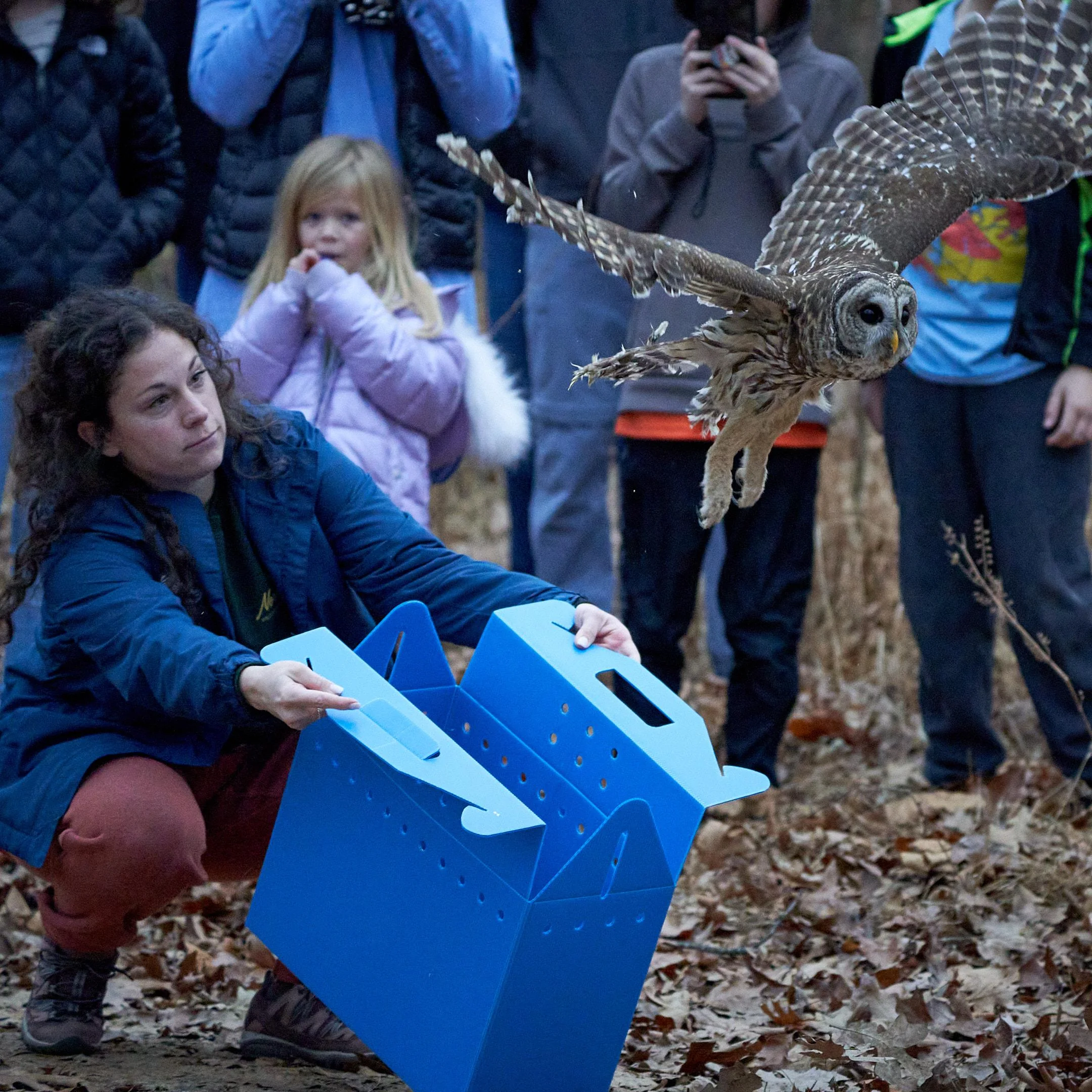 Sofia the Rehabilitated Owl: Rescue, Rehab, Recovery