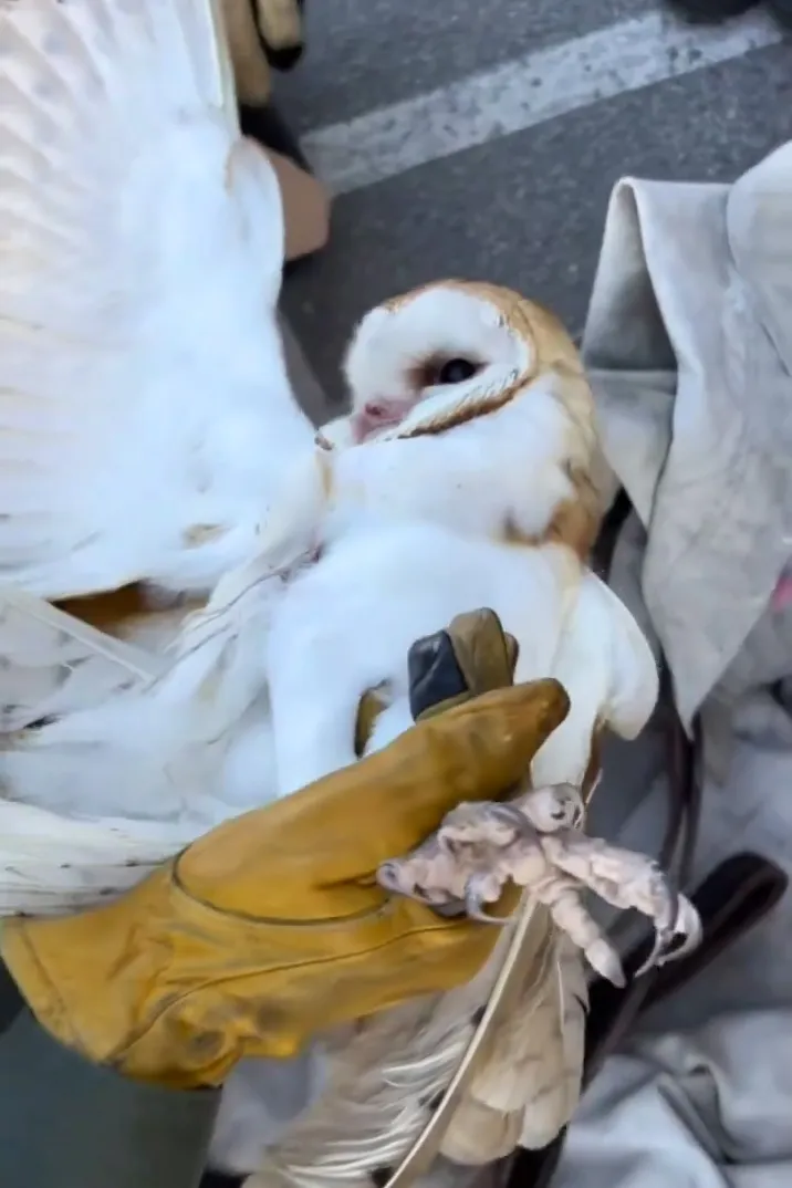 injured barn owl rescue