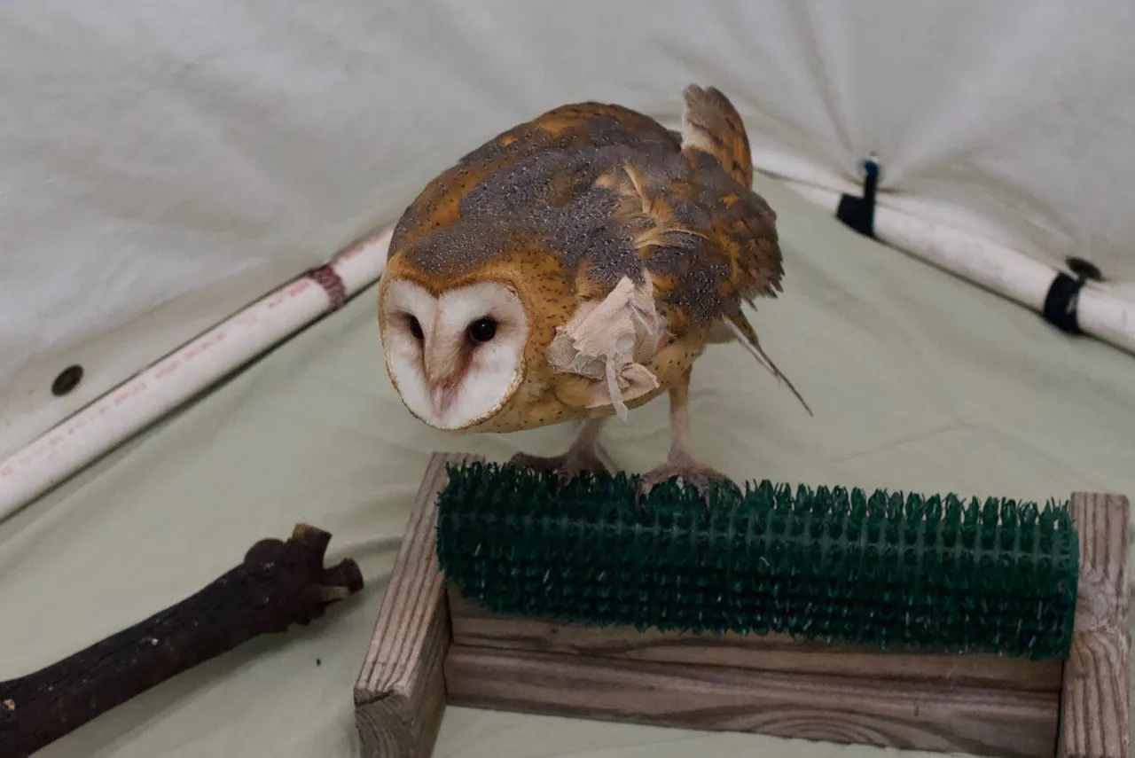 owl wing fracture splint
