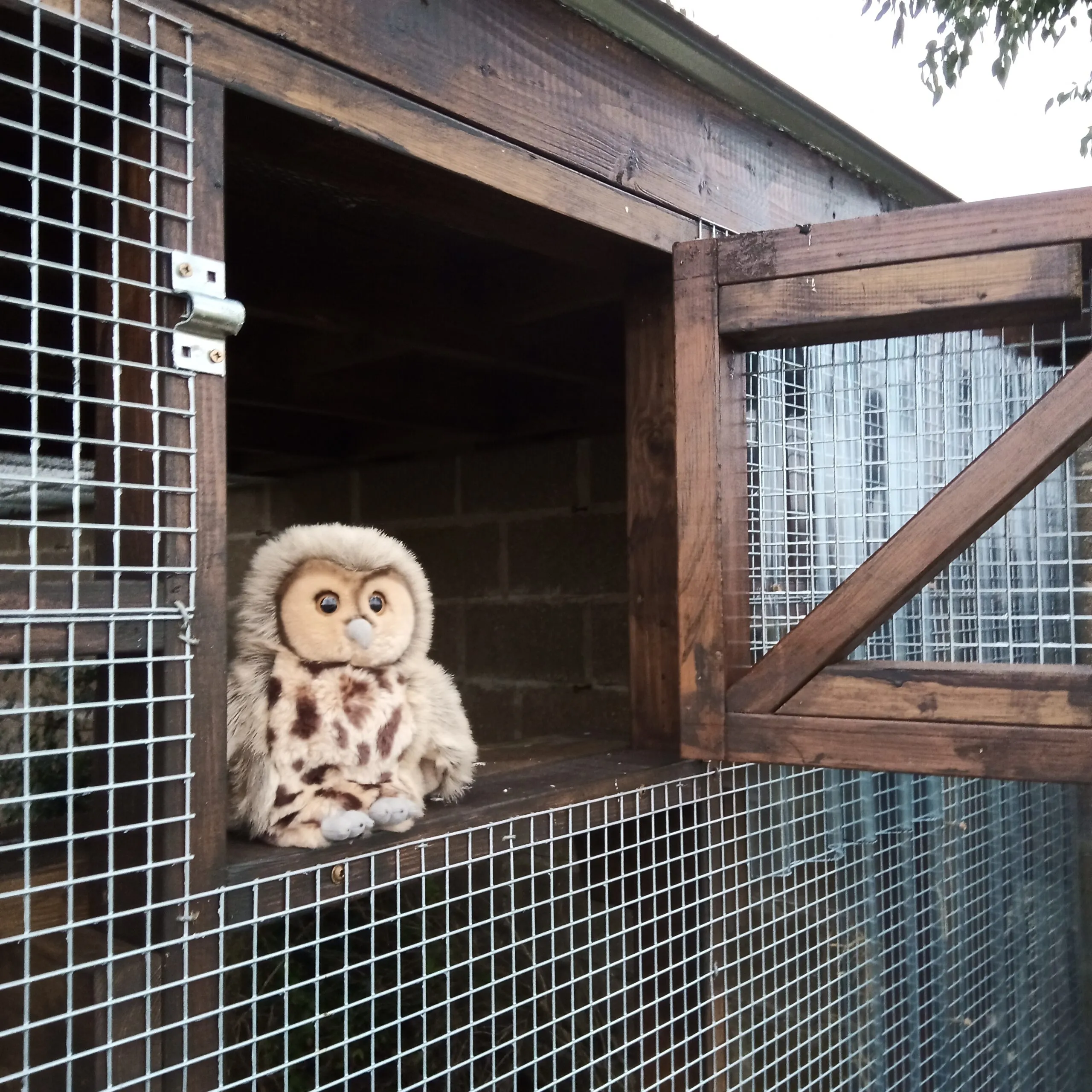soft release aviary owl