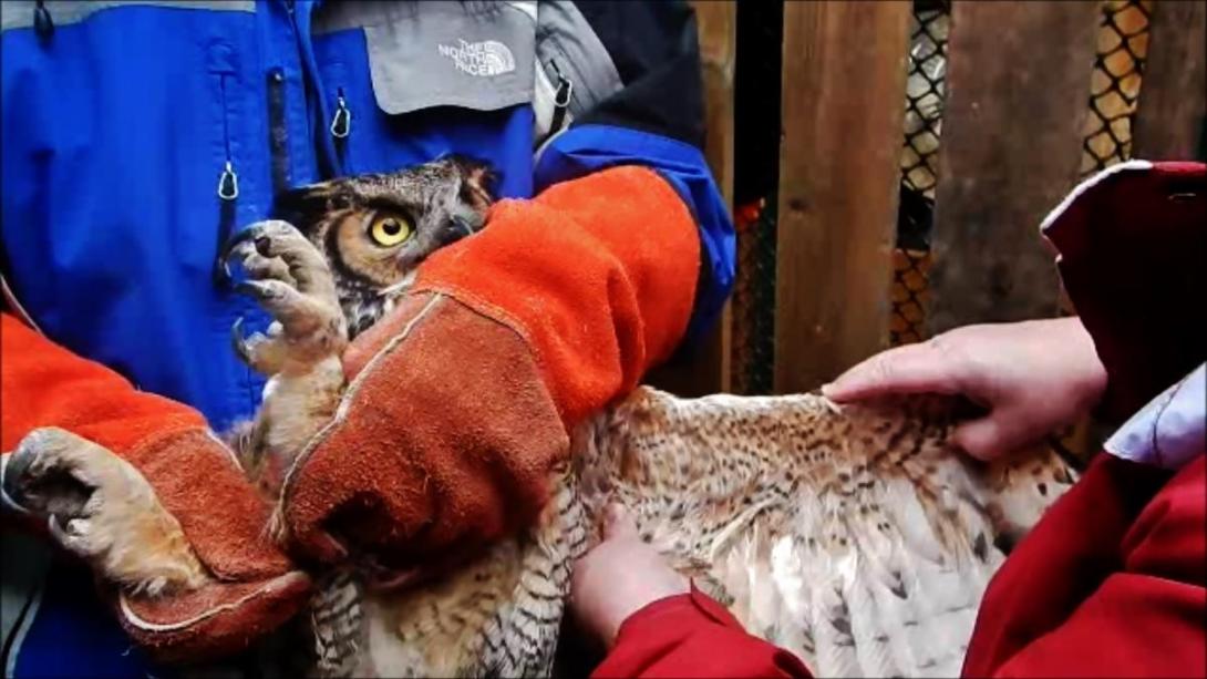 raptor physical therapy flight