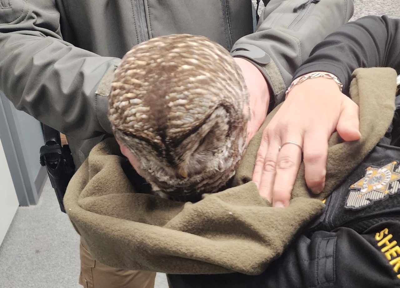 roadside owl collision rescue