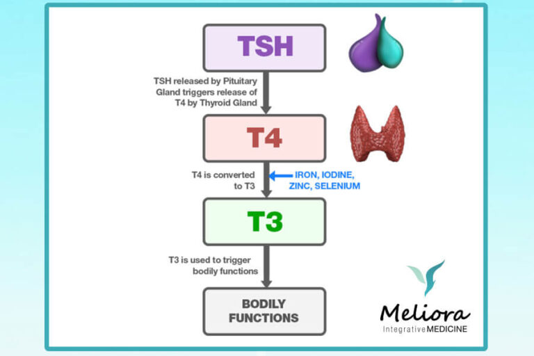 Thyroid hormone replacement