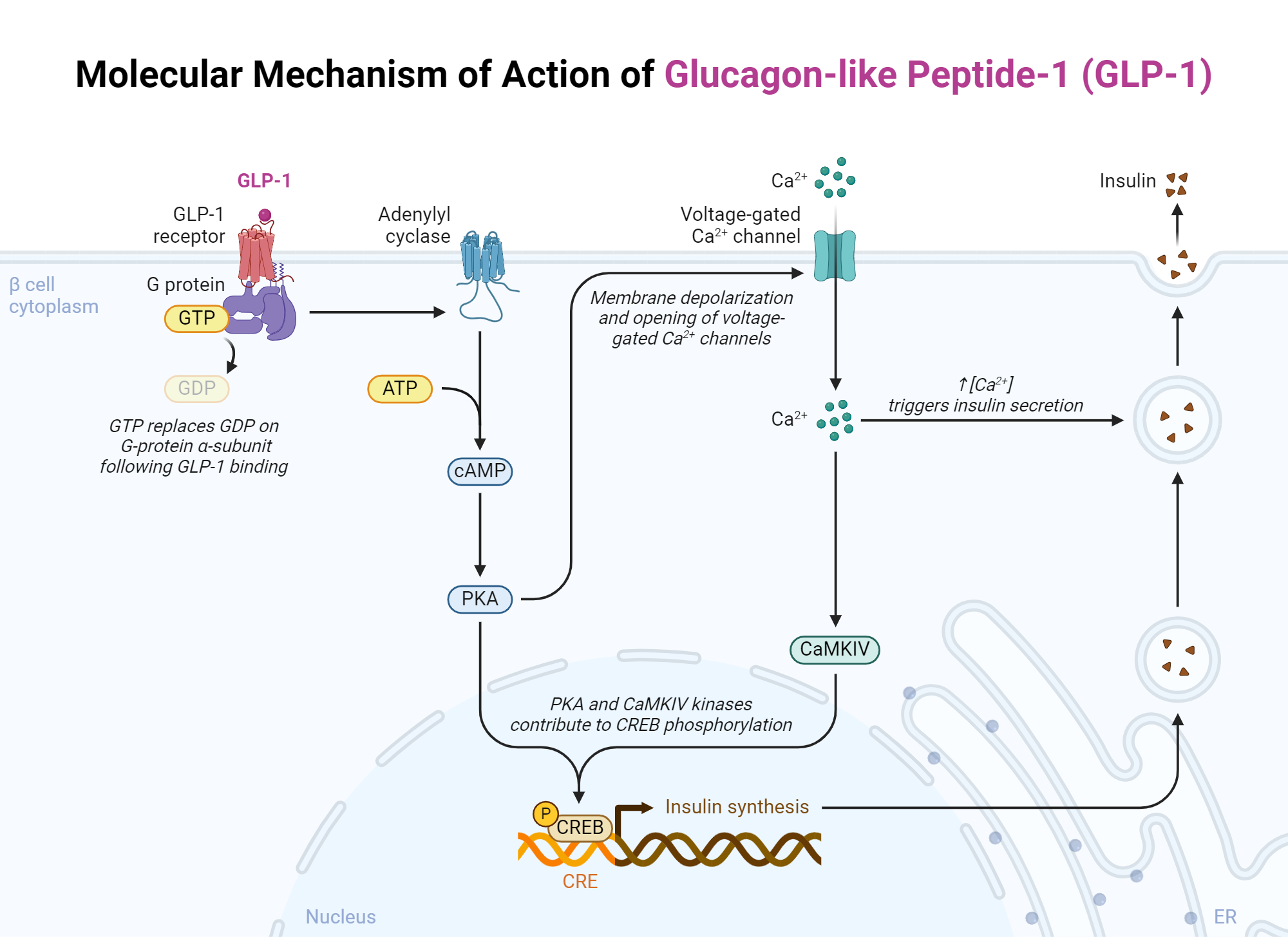 GLP-1 receptor agonist mechanism