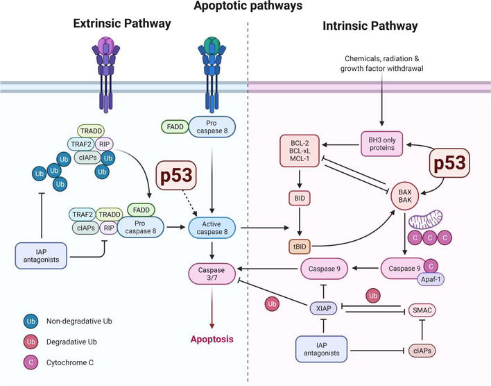 p53 tumor suppressor protein