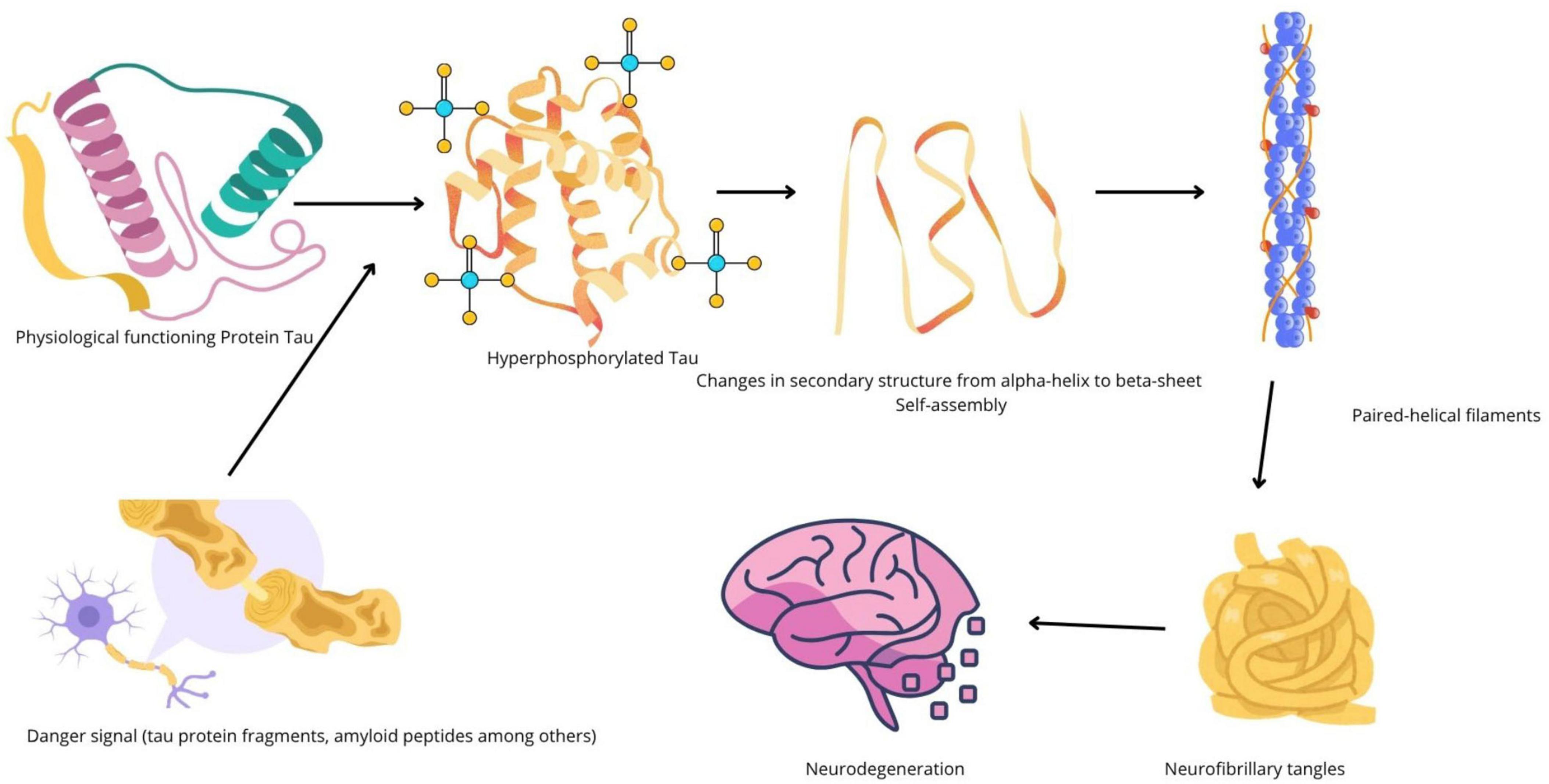 Tau protein neurofibrillary tangles