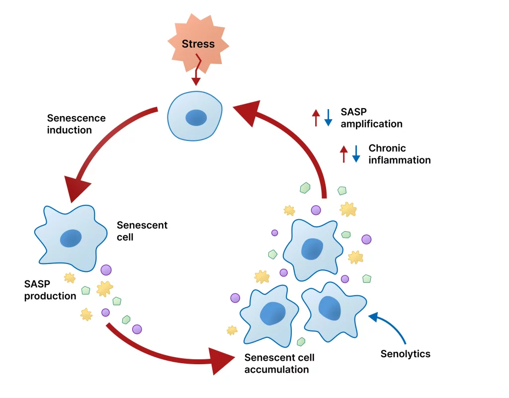 Senolytic drugs mechanism