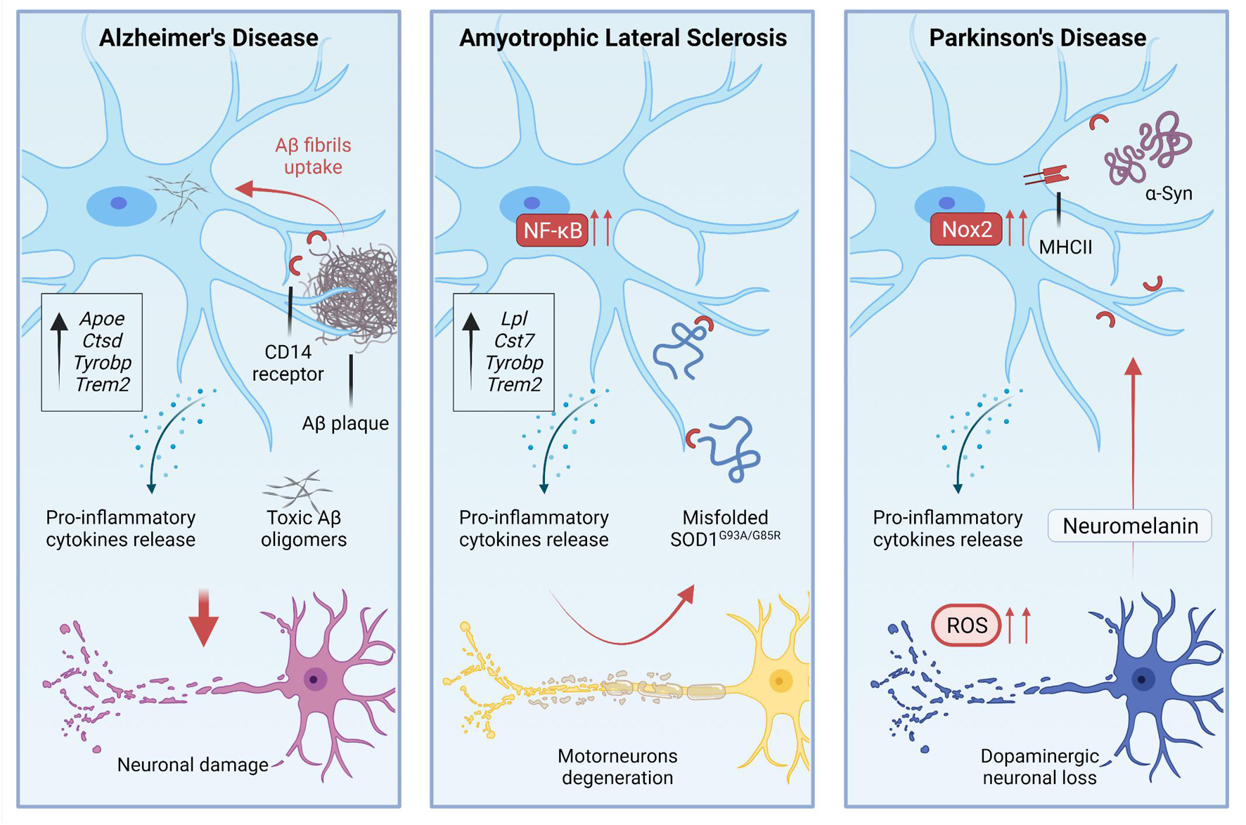Microglia neuroinflammation brain