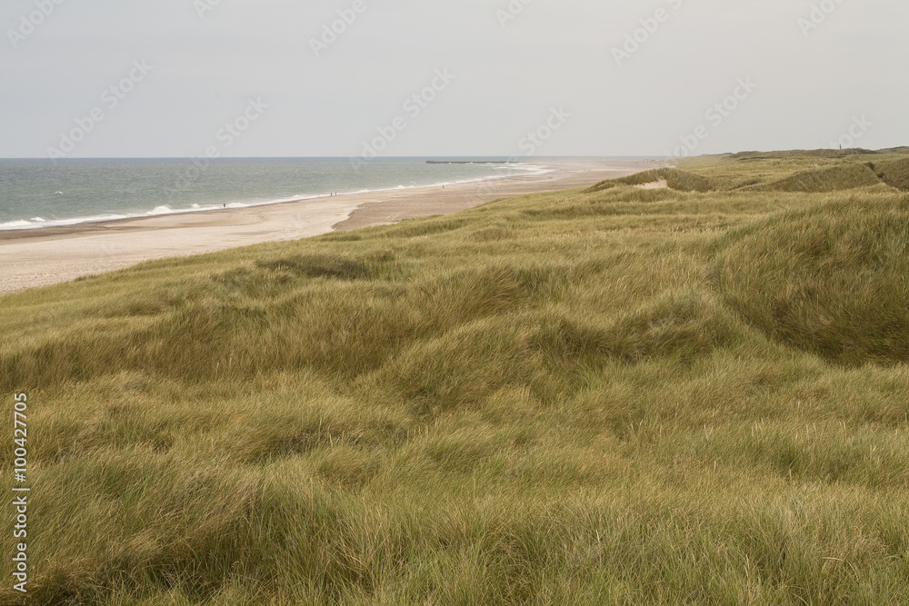 wind through dune grasses