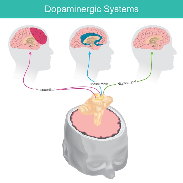 behavioral design dopamine
