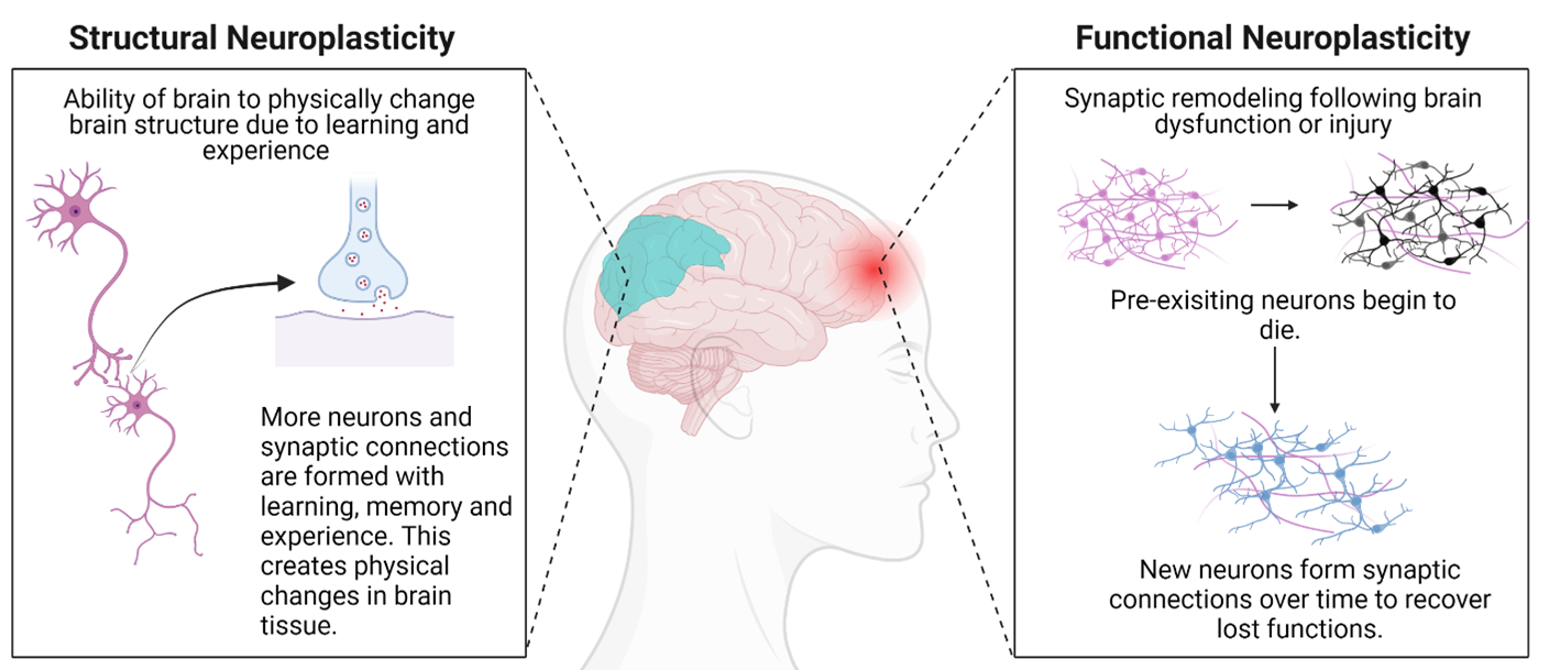 neuroplasticity brain reward