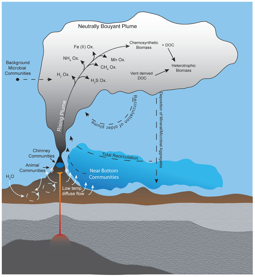 hydrothermal vent microbiologist