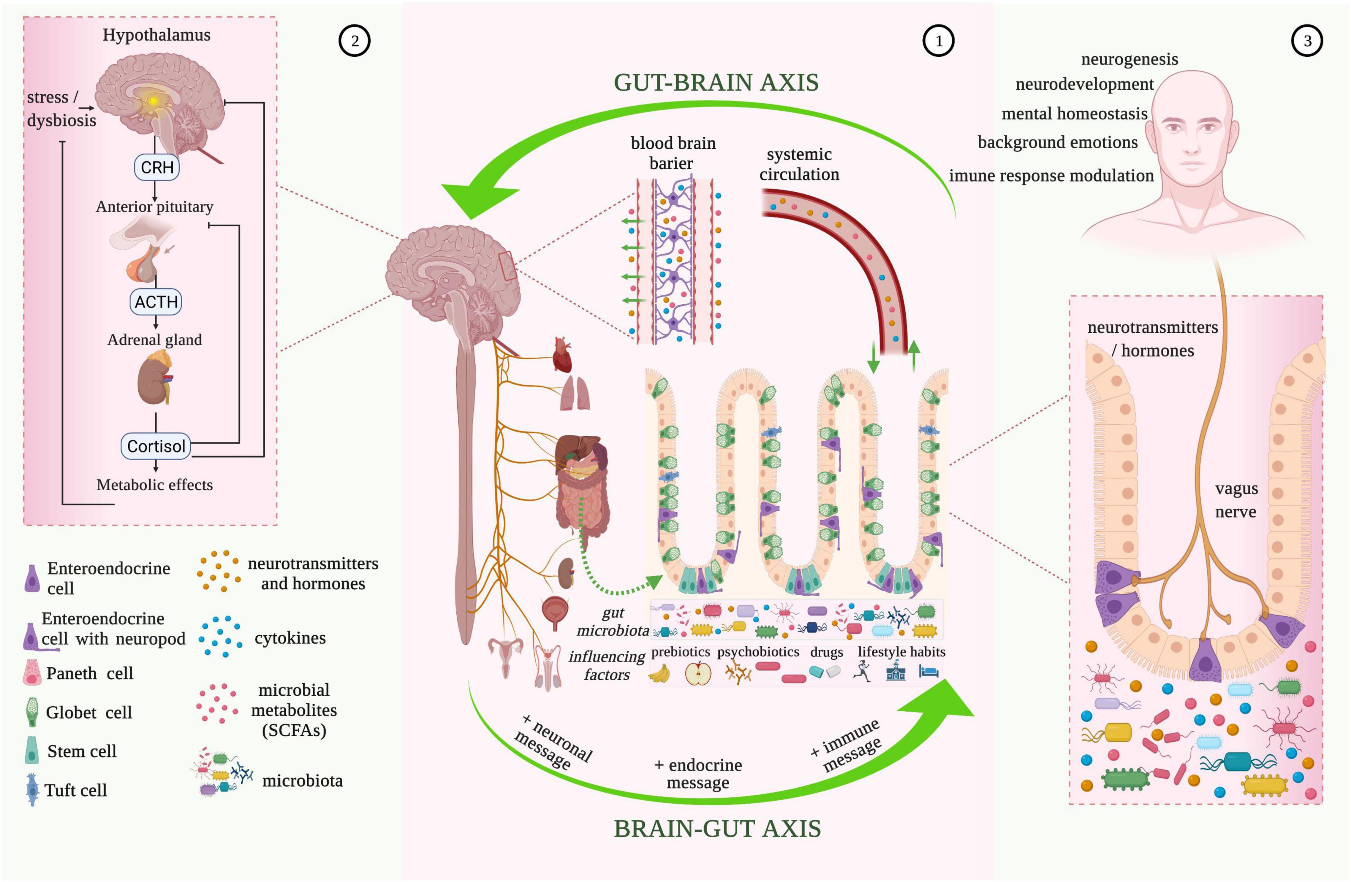 gut-brain axis microbiome research