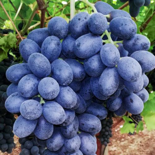 Autumn Royal grape variety