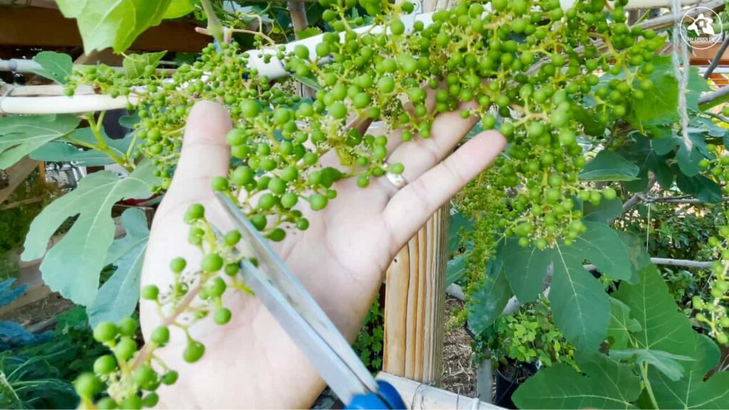 grape cluster thinning practice