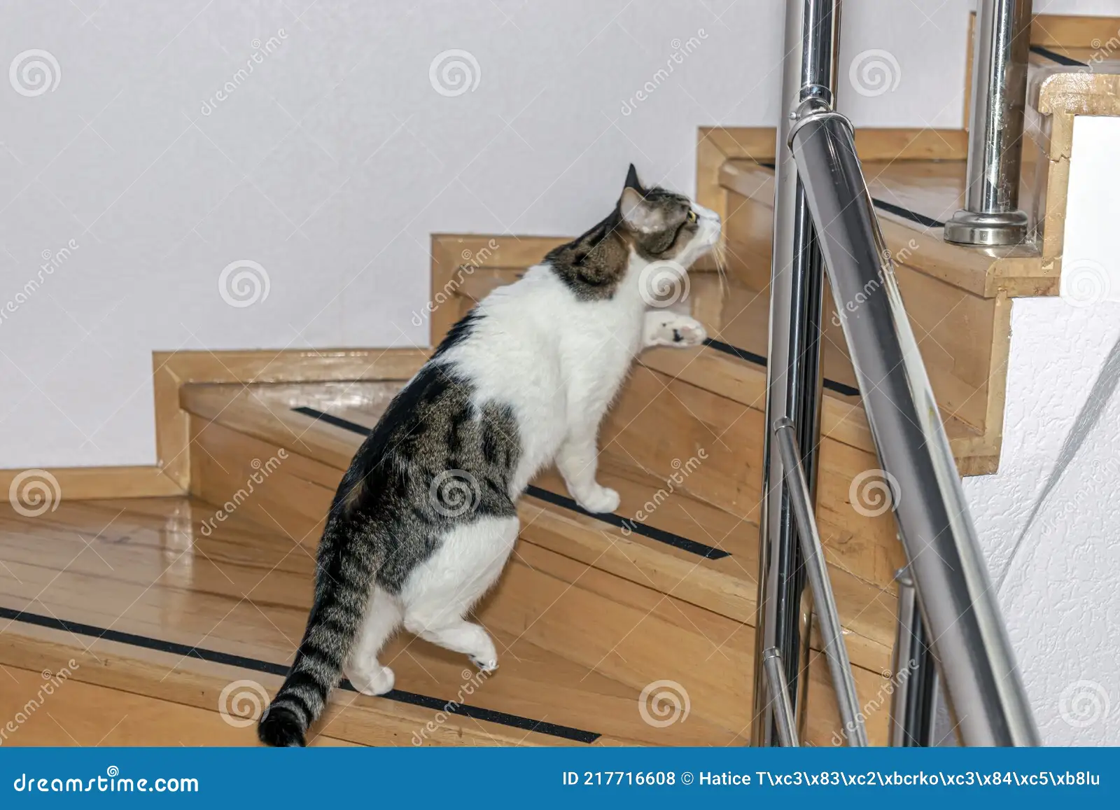 This Cat's Clever Way of Climbing Stairs — What It Teaches