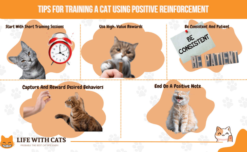 cat training positive reinforcement stairs