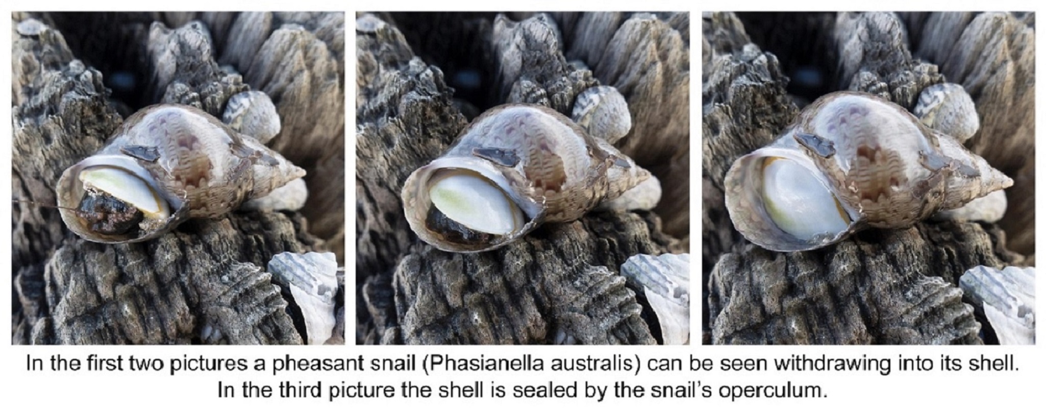 Tiny Door-Snails: Two New Species That Close Their Shells