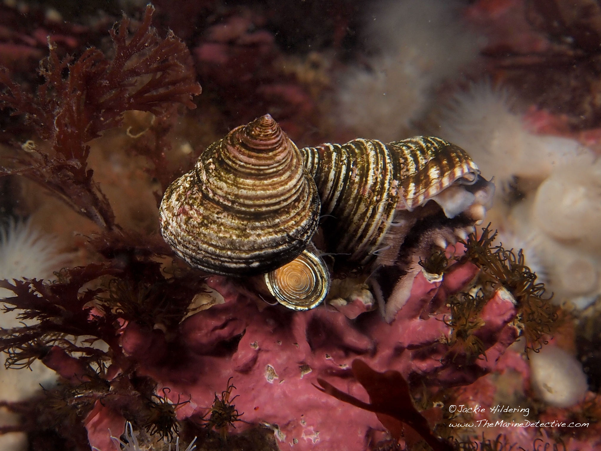 tiny snail with operculum